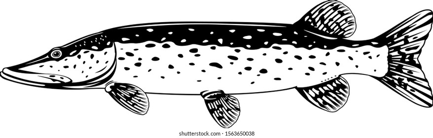 Realistic pike fish in black and white isolated illustration, one freshwater fish on side view