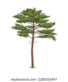 Realistic pine against white background vector illustration