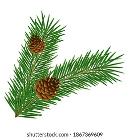 Realistic pine branch with cones isolated on white background. Evergreen forest plants. Vector spruce branch. Decoration element for the holiday of Christmas or New Year.