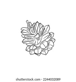 Realistic pine cone in black isolated on white background. Hand drawn vector sketch illustration in doodle outline vintage engraved style. Forest concept, winter, autumn, greeting card