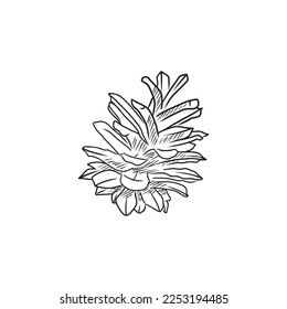 Realistic pine cone in black isolated on white background. Hand drawn vector sketch illustration in doodle outline vintage engraved style. Forest concept, winter, autumn, greeting card.