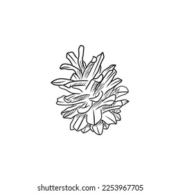 Realistic pine cone in black isolated on white background. Hand drawn vector sketch illustration in doodle outline vintage engraved style. Forest concept, winter, autumn, greeting card