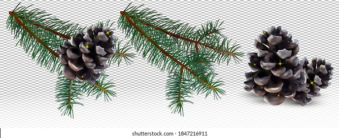 Realistic pine cone and conifer tree branches pine on transparent background. Isolated Christmas pine cones for your decor. Vector illustration. 