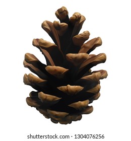Realistic pine cone isolated on white background. Vector. EPS 10.