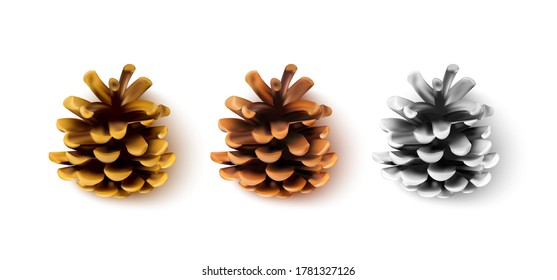 Realistic pine cones isolated on a white background. Vector illustration