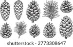 Realistic Pine Cones and Pine Needles Illustrations