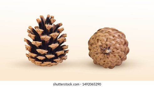 Realistic pine cones. Vector illustration. Isolated on white background.