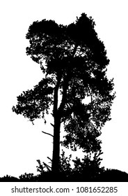 Realistic pine tree silhouette (Vector illustration).Eps10