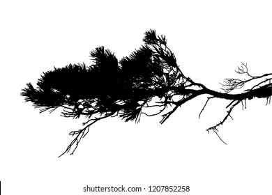 Realistic pine tree silhouette (Vector illustration).Eps10
