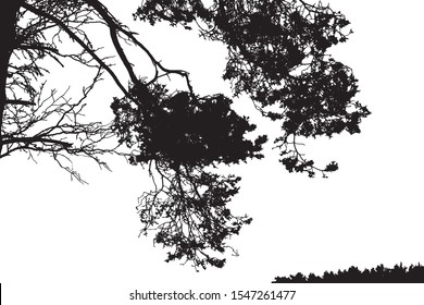 Realistic pine tree silhouette (Vector illustration).