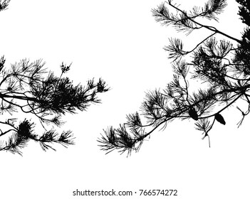 Realistic pine tree silhouette (Vector illustration).Eps10