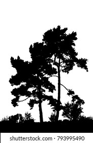 Realistic pine tree silhouette (Vector illustration).Eps10