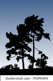 Realistic pine tree silhouette (Vector illustration).Eps10