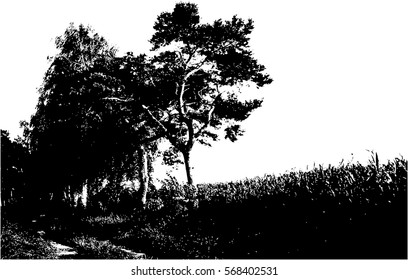 Realistic pine trees silhouette (Vector illustration).Eps10