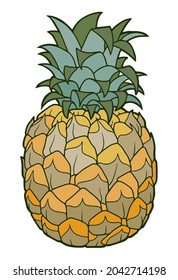 Realistic pineapple illustration. Juicy tropical fruit. Botanical illustration.