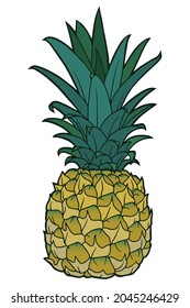 Realistic pineapple illustration. Juicy tropical fruit. Botanical illustration.