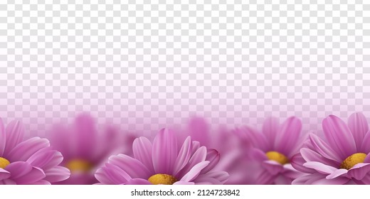 Realistic pink 3d chrysanthemum flowers on transparent background. Vector illustration