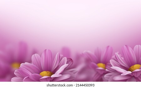 Realistic pink 3d chrysanthemum flowers on white background. Vector illustration