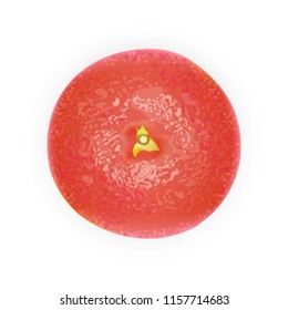 Realistic Pink 3d grapefruit. Top view. Detailed 3d Illustration Isolated On White. Design Element For Web Or Print Packaging. Vector Illustration. 