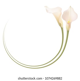 Realistic pink calla lily frame, circle. The symbol of Enchanting beauty.