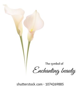 Realistic pink calla lily. The symbol of Enchanting beauty.