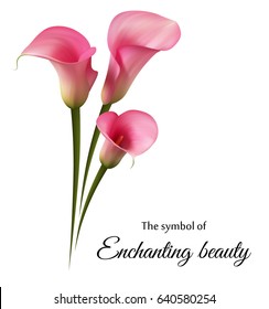 Realistic pink calla lily. The symbol of Enchanting beauty.