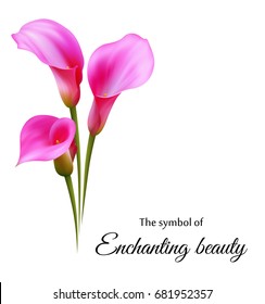 Realistic pink calla lily. The symbol of Enchanting beauty.