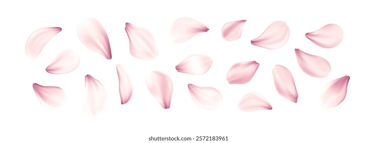 Realistic Pink Cherry Blossom Flowers Petal Set Isolated on White Background. Vector Illustration EPS10