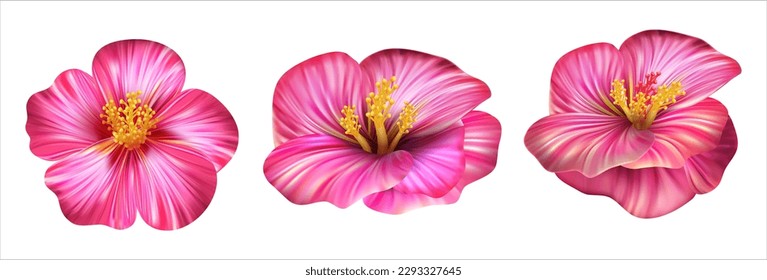 Realistic pink hibiscus flowers set. Exotic tropical plant. Vector illustration.