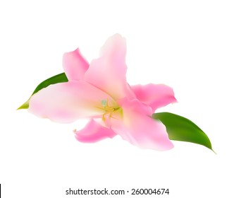 Realistic Pink Lily Vector Illustration EPS10 