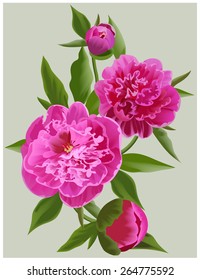Realistic pink peonies. Vector flower illustration