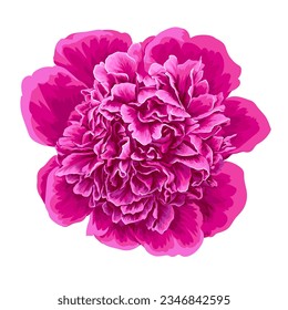 Realistic pink peony isolated. Vector