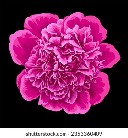 Realistic pink peony isolated. Vector