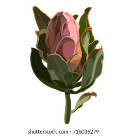 Realistic Pink Protea Vector Illustration