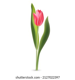 Realistic pink red tulip with green leaves isolated on white background