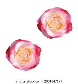 diseño de vector rosa realista