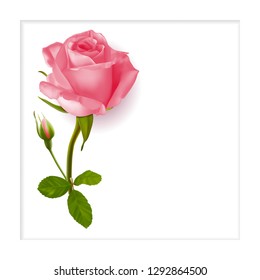 Realistic pink roses flowers in white frame, vector illustration and design.