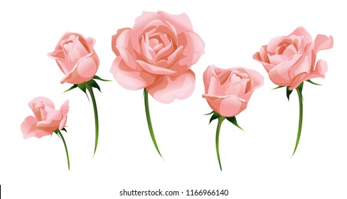 Realistic pink roses and rosebud side-view isolated on white vector illustration.