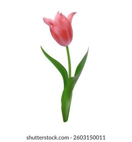 Realistic pink tulip flower. Vector illustration of spring symbol.