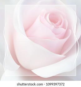Realistic pink white rose, background.