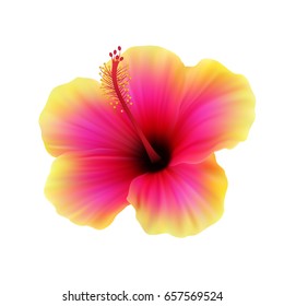 Realistic pink yellow hibiscus.