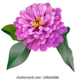 Realistic pink zinnia flower with three leaves