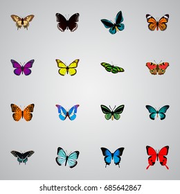 Realistic Pipevine, Bluewing, Spicebush And Other Vector Elements. Set Of Beauty Realistic Symbols Also Includes Purple, Hypolimnas, Sky Objects.