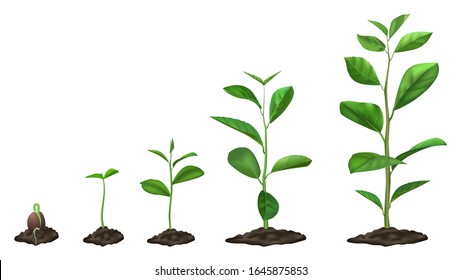 Realistic plant growth stages. Young seed growing in ground, green plants in soil, spring sprout blooming stage, isolated vector illustration set. Germination sprout timeline, garden seedling process