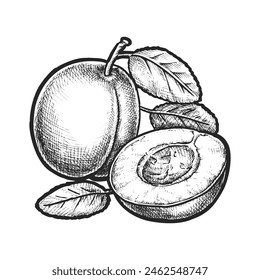 Realistic plum sketch or vector sliced berry with leaf. Hand drawn fruit for juice or vegan dessert. Organic food for vegetarian diet. Cooking ingredient for recipe book. Biology or botany plant