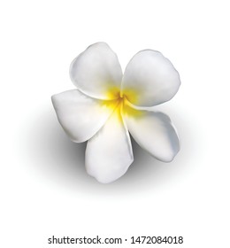 Realistic plumeria flower, vector illustration