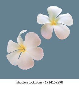 Realistic Plumeria Vector White  Flowers