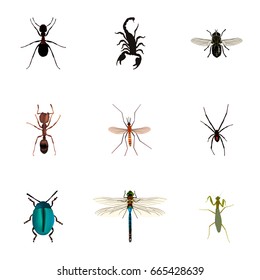 Realistic Poisonous, Ant, Bug And Other Vector Elements. Set Of Bug Realistic Symbols Also Includes Emmet, Midge, Spinner Objects.