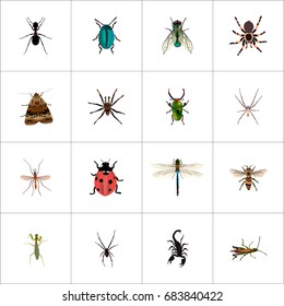Realistic Poisonous, Housefly, Locust And Other Vector Elements. Set Of Insect Realistic Symbols Also Includes Ant, Gnat, Ladybug Objects.