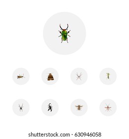 Realistic Poisonous, Insect, Wisp And Other Vector Elements. Set Of Animal Realistic Symbols Also Includes Mosquito, Green, Wisp Objects.